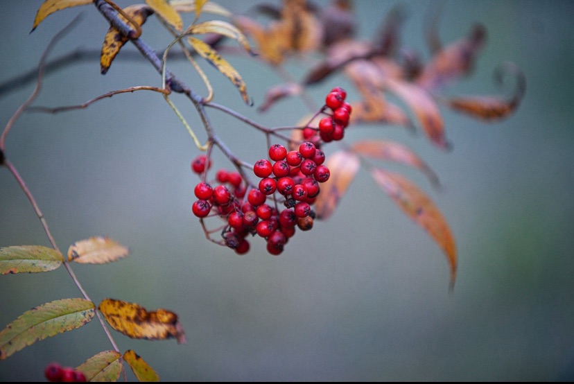 Limitations & Opportunities